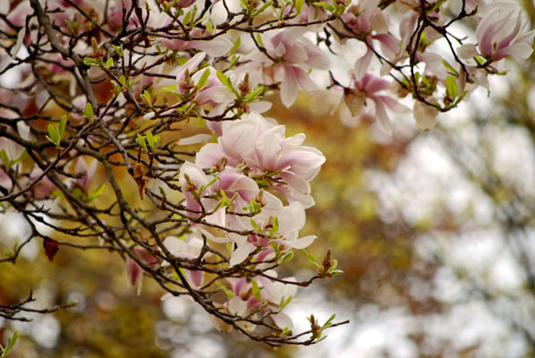 close-up of Magnolia blossoms