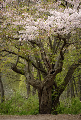 a tree with twisted branches and pale pink blossoms