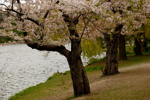 the cherry trees along the edge of the pong