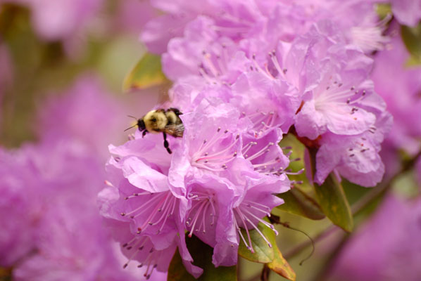 close-up view of a bee visiting a blossom