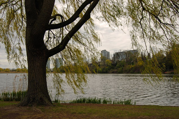 a view of Grenedier Pond through the branches of weeping willow