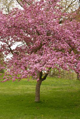 a crab apple tree covered in pink blossoms