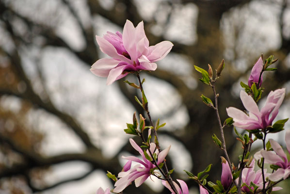 close-up of flowering Magnolia