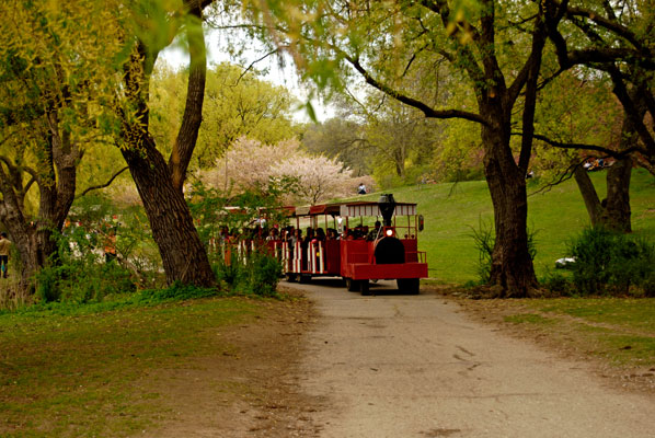 the red trackless train travels on a path beside the pond