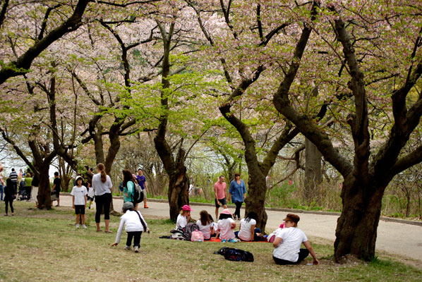 park visitors sit under the cherry trees in High Park