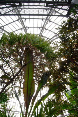 looking up towards the dome of the conservatory's Palm House