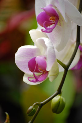 a close-up of orchid flowers