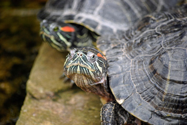 a pair of turtles at Allan Gardens conservatory