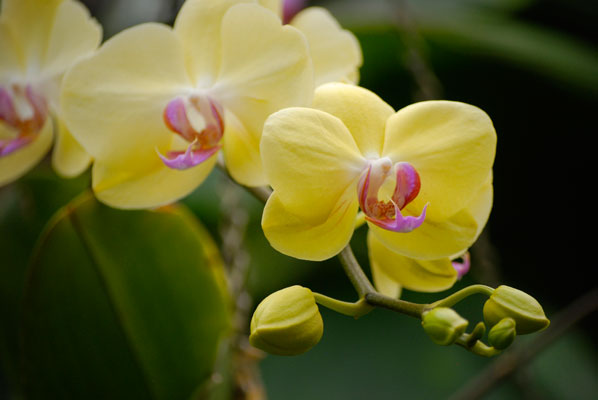 a close-up of some yellow orchids