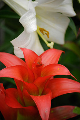 a close up of a white lily and red bromeliad