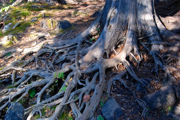 close up of tree roots on the trail