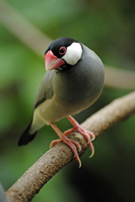 a Java Sparrow perched on a branch