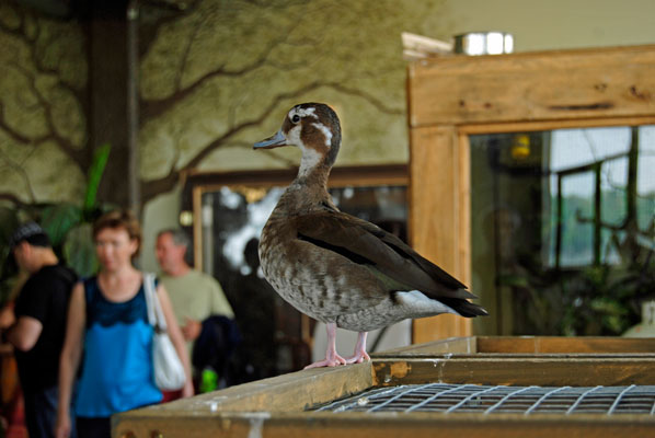 a duck watches the visitors at Bird Kingdom in Niagara Falls