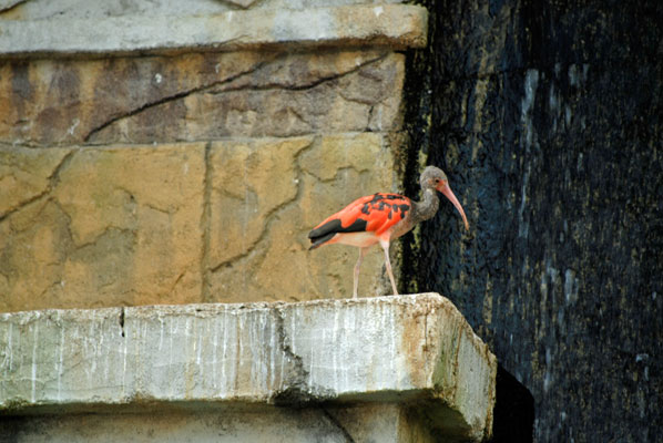 a bird perched near the waterfall