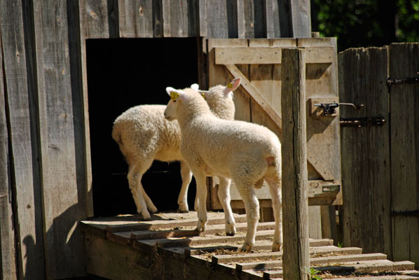 two lambs go into the barn