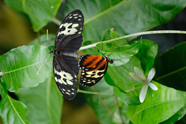 two butterflies sit near each other in the foliage