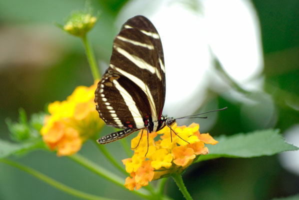 a black and white butterfly sits atop a yellow flower in the Butterfly Conservatory