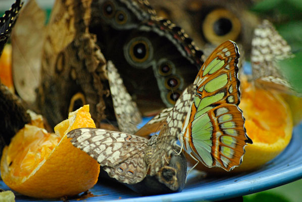 butterflies enjoy slices of fresh fruit on a plate at a butterfly feeding station