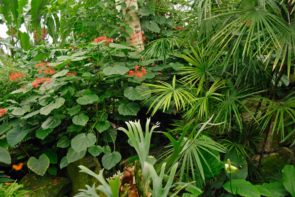 a view of some of the lush tropical plants featured in the Butterfly Conservatory