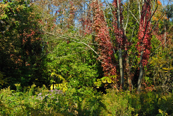 green and red foliage in a wooded area at Carruthers Memorial Conservation Area