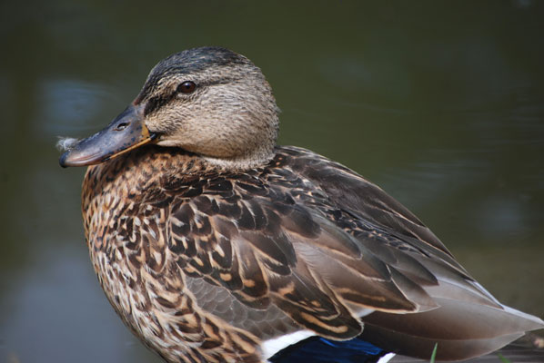 close-up of a duck