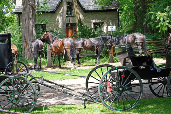 Mennonite horses and buggies in the village of Elora, Ontario