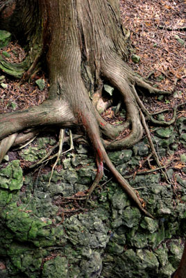the roots of a tree cling to the rock in the gorge