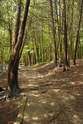 a path runs through the woods beside the river
