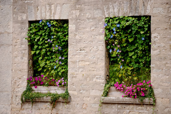 windows in a ruined wall outside the Elora Mews are filled with vines and flowers