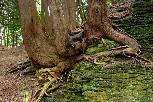 tree roots close-up