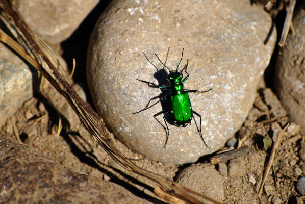 close-up of a bright green six spotted tiger beetle