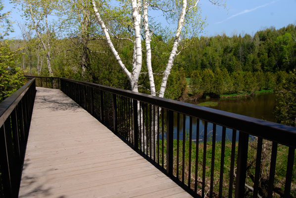 a silver birch beside the boardwalk leading to a bridge