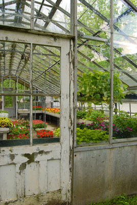 a glimpse through the door of a greenhouse at Guildwood Park