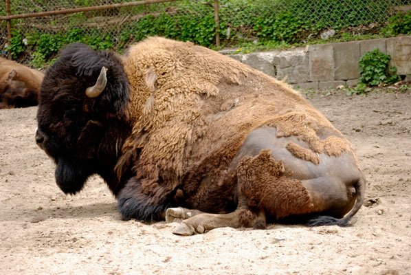 bison in the High Park zoo