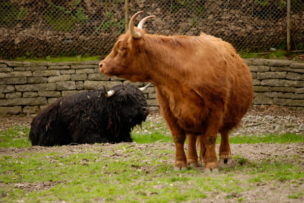 Highland Cattle in the High Park zoo
