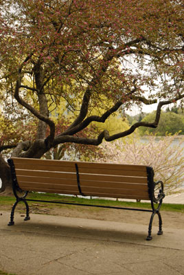 a bench overlooks the cherry trees by Grenedier Pond