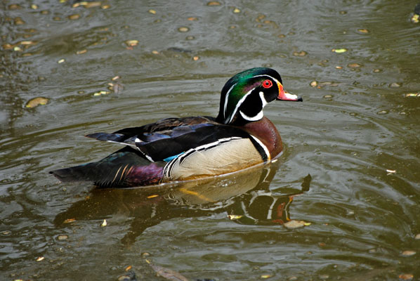 a duck with pretty markings in a small pond in High Park