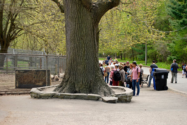 park visitors stand near a large tree by the High Park zoo