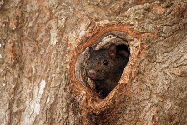 a black squirrel pokes its head out of a hole in a tree
