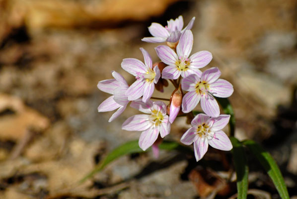a close-up of tiny pink spring wildflowers at the Kortright Centre