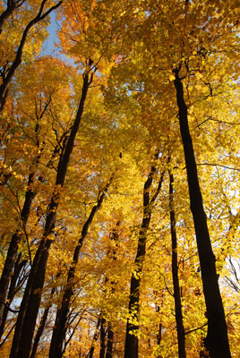 sunlight shines through stunning golden fall foliage