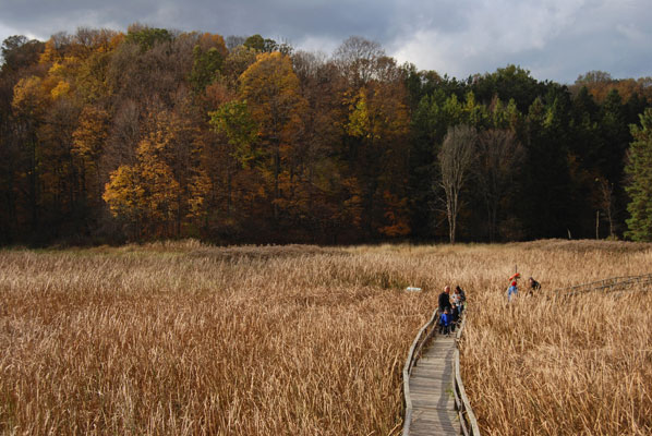 people walk along a boardwalk through a sea of marshland rushes