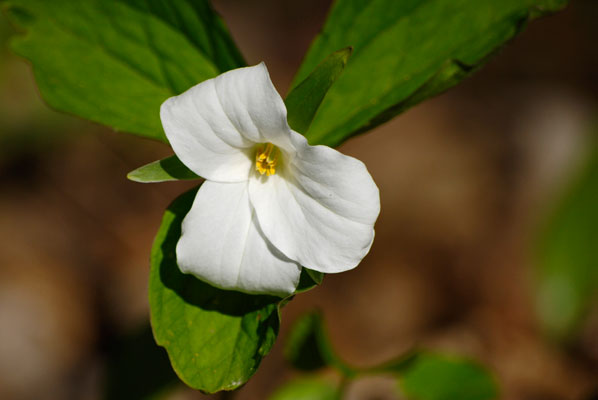 close-up of a white trillium flower