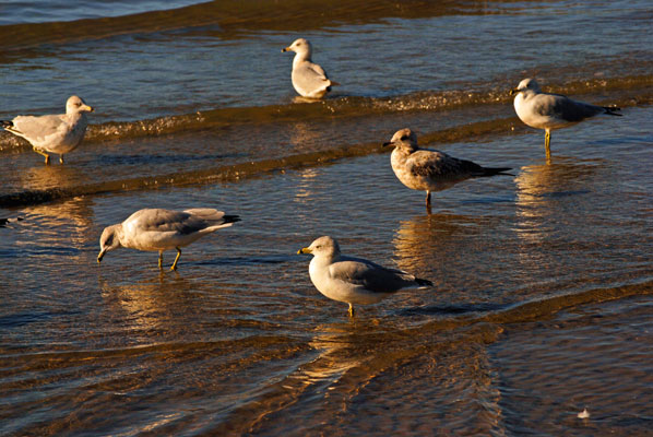 a group of seagulls stand in shallow water on the shore of Lake Ontario at Lakeside Park