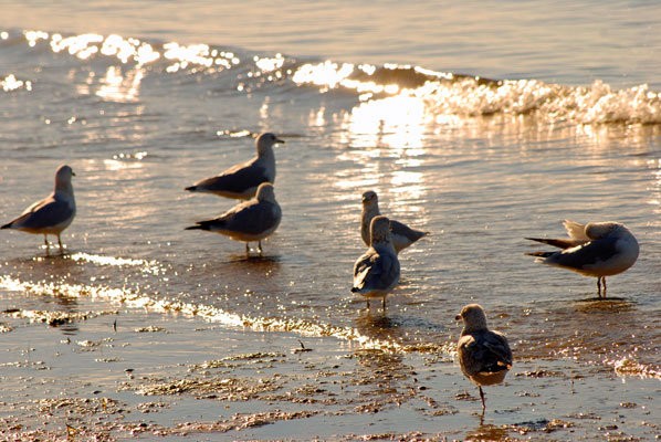 gulls stand at the shoreline