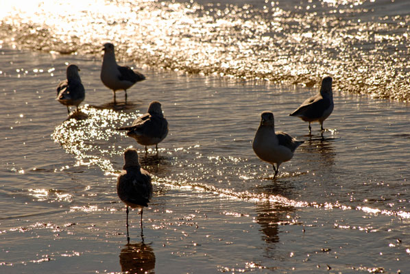 gulls in the sparkling water at the shore of Lake Ontario