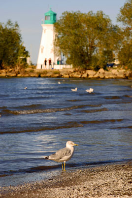 a gull stand in the foreground of a view of the closer lighthouse