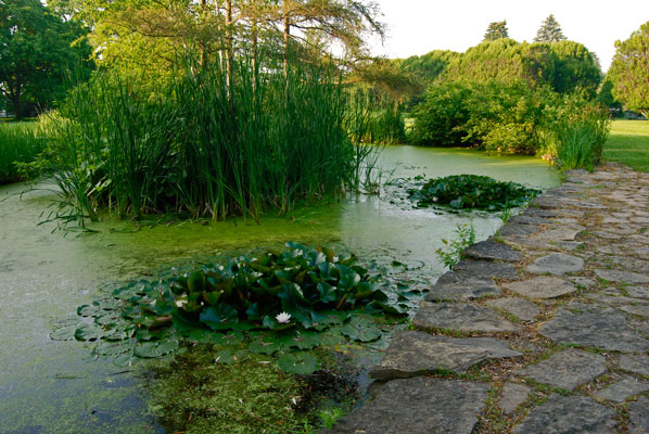 water lilies near a stone path that borders a pond