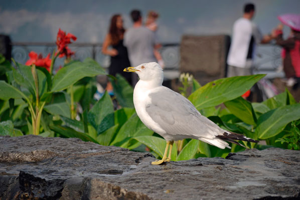 a seagull stands beside a floral planting near Niagara Falls