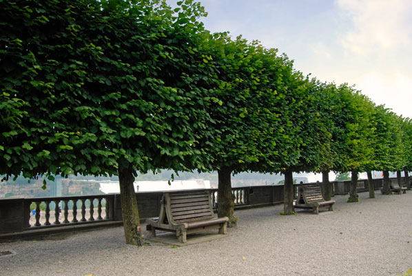 benches and trees in a long formal row